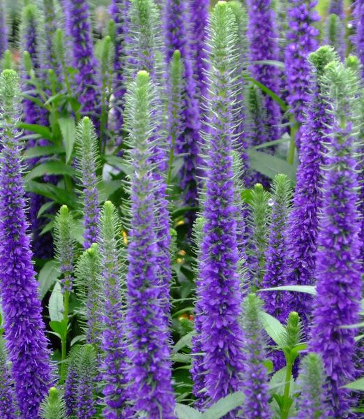 Veronica spicata 'Ulster Dwarf'